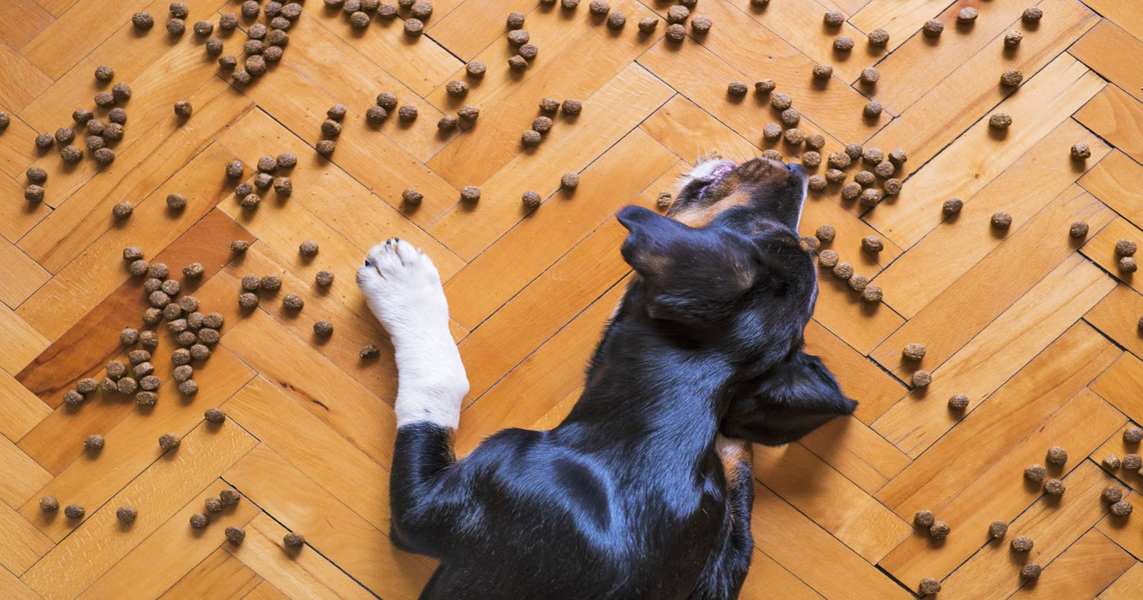 Les meilleures croquettes pour chien en 2024