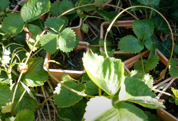Stolons fraises